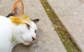 Sleepy cat with white brown fur on floor Royalty Free Stock Photo