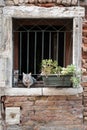 Venetian dreams: cat on the window of a traditional house. Venice, Italy