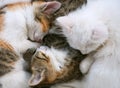 Sleepy cats Royalty Free Stock Photo