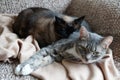 Sleepy cats lying on a blanket on a couch Royalty Free Stock Photo