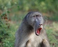 Chacma baboon yawning