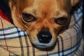 A sleepy chihuahua dog, close up