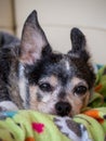 Sleepy chihuahua laying in a bed