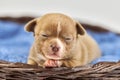 Sleepy Chihuahua puppy in basket