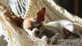 Sleepy Chihuahua Resting in Sunlit Hammock