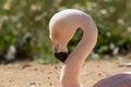 Sleepy Chilean Flamingo, Phoenicopterus Chilensis, Head Shot