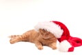 Sleepy Christmas cat Royalty Free Stock Photo