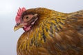 Sleepy close up shot of a red chicken head and sleepy half shut eye. Royalty Free Stock Photo