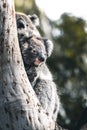 Sleepy Coala with baby on tree in australia