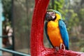 Sleepy parrot Royalty Free Stock Photo