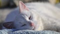 Sleeping contented cat (Felis catus)
