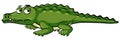 Sleepy crocodile on white background Royalty Free Stock Photo