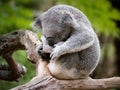 Sleepy and cuddly Koala in a tree, Australia Royalty Free Stock Photo