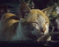 Sleepy cute cat Royalty Free Stock Photo