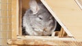 Sleepy cute chinchilla sits on a wooden floor in handmade cage and dozes, pets lifestyle, furry rodent animals