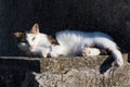 Sleepy cute domestic white cat lying on cement wall in front of house looking in camera Royalty Free Stock Photo