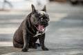 Sleepy cute french bulldog is yawning outdoor while sitting