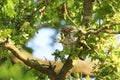 A sleepy cute Little Owl, Athene noctua, perching on a branch in an oak tree at dusk. Royalty Free Stock Photo