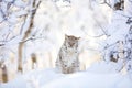 Sleepy cute lynx cub in the cold winter forest Royalty Free Stock Photo