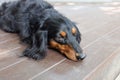 Sleepy Dachshund dog on the floor