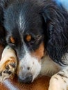 Sleepy dachshund dog on leather couch