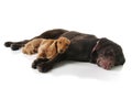 Sleepy dachshund and lab