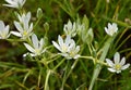 Sleepy-dick-Flower wildly in a Meadow