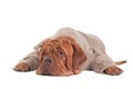 Sleepy dog Royalty Free Stock Photo