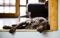 Sleepy dog Royalty Free Stock Photo