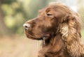 Sleepy dog drooling Royalty Free Stock Photo