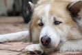 Sleepy dog laying on the ground