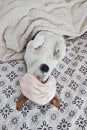 Sleepy dog lies in blanket with eyemask on bed Royalty Free Stock Photo