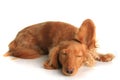 Sleepy dog listening Royalty Free Stock Photo