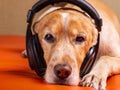 A sleepy dog listens to music Royalty Free Stock Photo