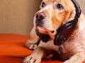 a sleepy dog listens to music during Royalty Free Stock Photo
