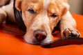 A sleepy dog listens to music Royalty Free Stock Photo