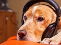 A sleepy dog listens to music Royalty Free Stock Photo