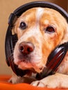 A sleepy dog listens to music Royalty Free Stock Photo