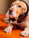 A sleepy dog listens to music during