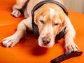 A sleepy dog listens to music during Royalty Free Stock Photo