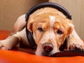 A sleepy dog listens to music Royalty Free Stock Photo