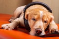 A sleepy dog listens to music Royalty Free Stock Photo