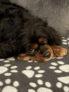 Sleepy dog Royalty Free Stock Photo