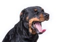 Sleepy dog yawning Royalty Free Stock Photo