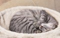 Sleepy domestic cat, tired grey cat, sleepy funny cat, cat