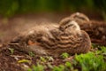 Sleepy Duckling Royalty Free Stock Photo