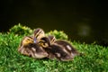 Sleepy Ducklings Royalty Free Stock Photo