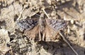 Sleepy Duskywing butterfly sunbathing on sunny day Royalty Free Stock Photo