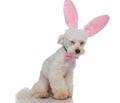 Sleepy elegant bichon with easter bunny ears sitting