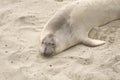 Sleepy Elephant Seal